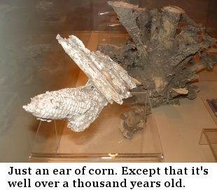 Ear of corn, over a thousand years old.